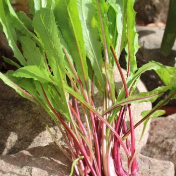 Schnittzichorie Agrio Red Stem (Samen)