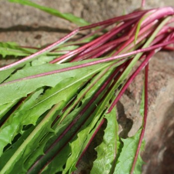 Schnittzichorie Agrio Red Stem (Samen)