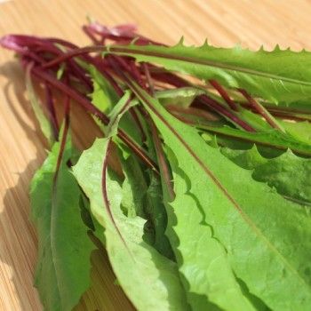 Schnittzichorie Agrio Red Stem (Samen)