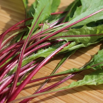 Schnittzichorie Agrio Red Stem (Samen)
