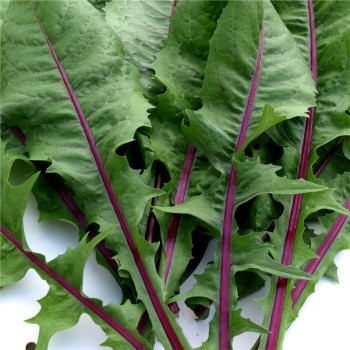 Blatt-Zichorie Red Rib (Samen)