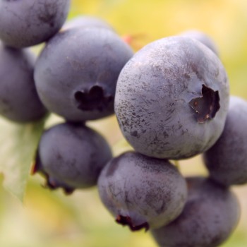 Blaubeere Brigitta Blue (Pflanze)