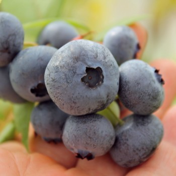 Blaubeere Brigitta Blue (Pflanze)