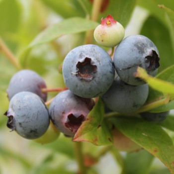 Blaubeere Brigitta Blue (Pflanze)