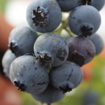 Blaubeere Darrow (Pflanze)