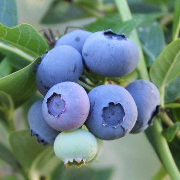 Blaubeere Duke (Pflanze)