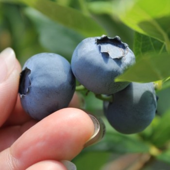 Blaubeere Duke (Pflanze)