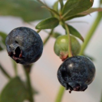 Blaubeere Emil (Pflanze)
