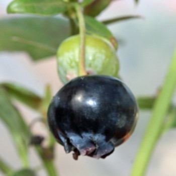 Blaubeere Emil (Pflanze)