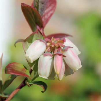 Blaubeere Goldtraube (Pflanze)