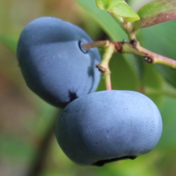 Blaubeere Nelson (Pflanze)