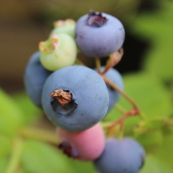 Blaubeere Patriot (Pflanze)