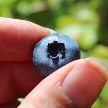 Blaubeere Patriot (Pflanze)
