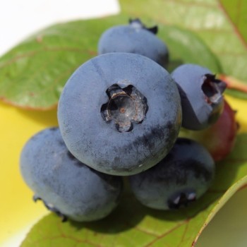 Blaubeere Patriot (Pflanze)