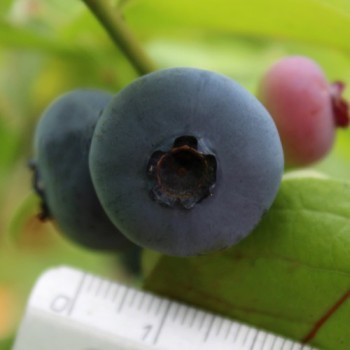 Blaubeere Patriot (Pflanze)