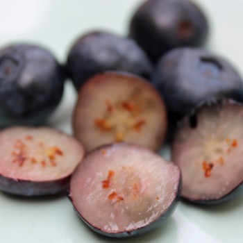 Blaubeere Rubel (Pflanze)