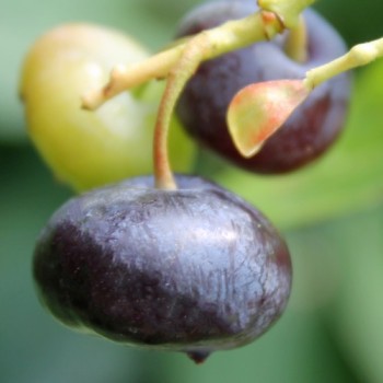 Blaubeere Rubel (Pflanze)