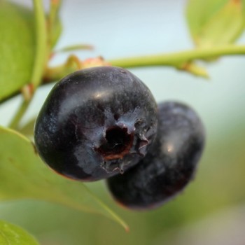 Blaubeere Rubel (Pflanze)