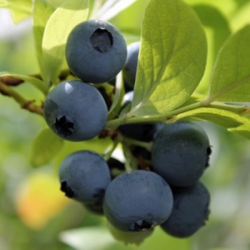 Blaubeere Sunshine Blue (Pflanze)