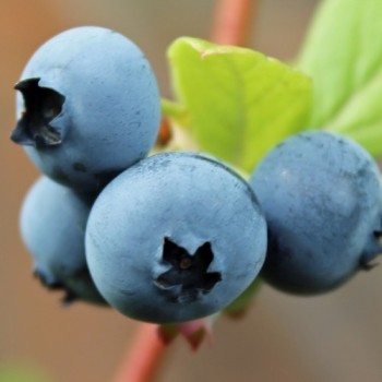 Blaubeere Sunshine Blue (Pflanze)