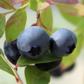 Blaubeere Sunshine Blue (Pflanze)
