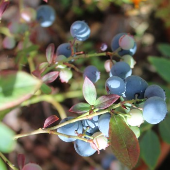 Blaubeere Sunshine Blue (Pflanze)