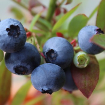 Blaubeere Sunshine Blue (Pflanze)
