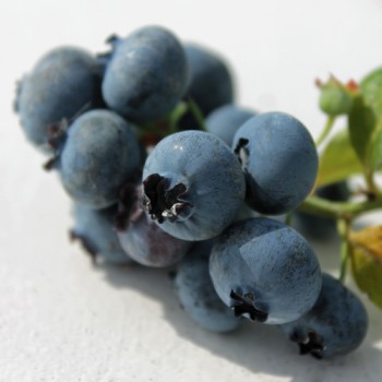 Blaubeere Toro (Pflanze)