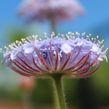 Blaudolde (Samen)