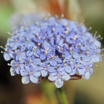Blaudolde (Samen)