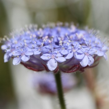 Blaudolde (Samen)