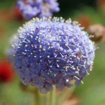 Blaudolde (Samen)