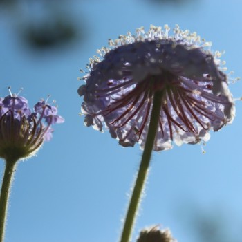 Blaudolde (Samen)