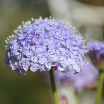 Blaudolde (Samen)