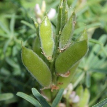 Blaue Süßlupine (Samen)