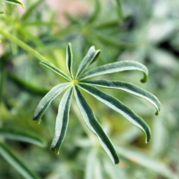Blaue Süßlupine (Samen)