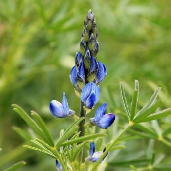 Blaue Süßlupine (Samen)