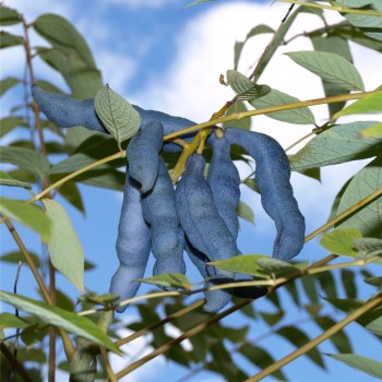 Blauschotenstrauch (Samen)