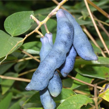 Blauschotenstrauch (Samen)