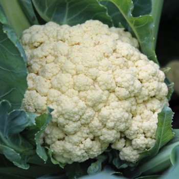 Blumenkohl Early Snowball (Samen)