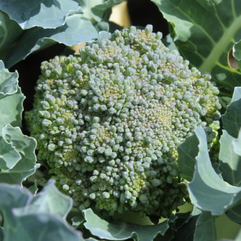 Broccoli Calabrese (Samen)