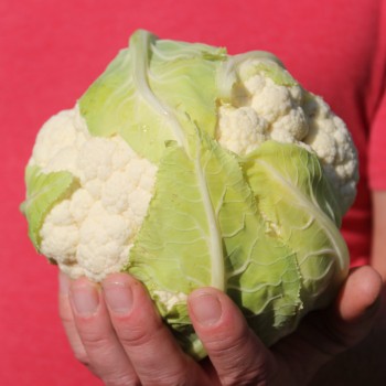 Blumenkohl Early Snowball (Samen)