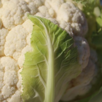 Blumenkohl Early Snowball (Samen)