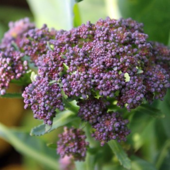 Broccoli Miranda (Samen)