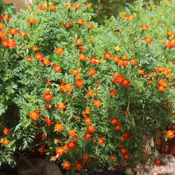 Blutorangengewürztagetes (Samen)