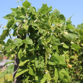 Stangenbohne Coco de la Meuse (Samen)