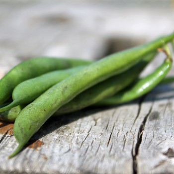 Buschbohne Flageolet Chevrier Vert (Samen)