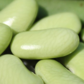 Buschbohne Flageolet Chevrier Vert (Samen)