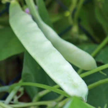 Stangenbohne Maruchedda (Samen)