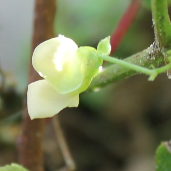 Stangenbohne Pea Bean (Samen)